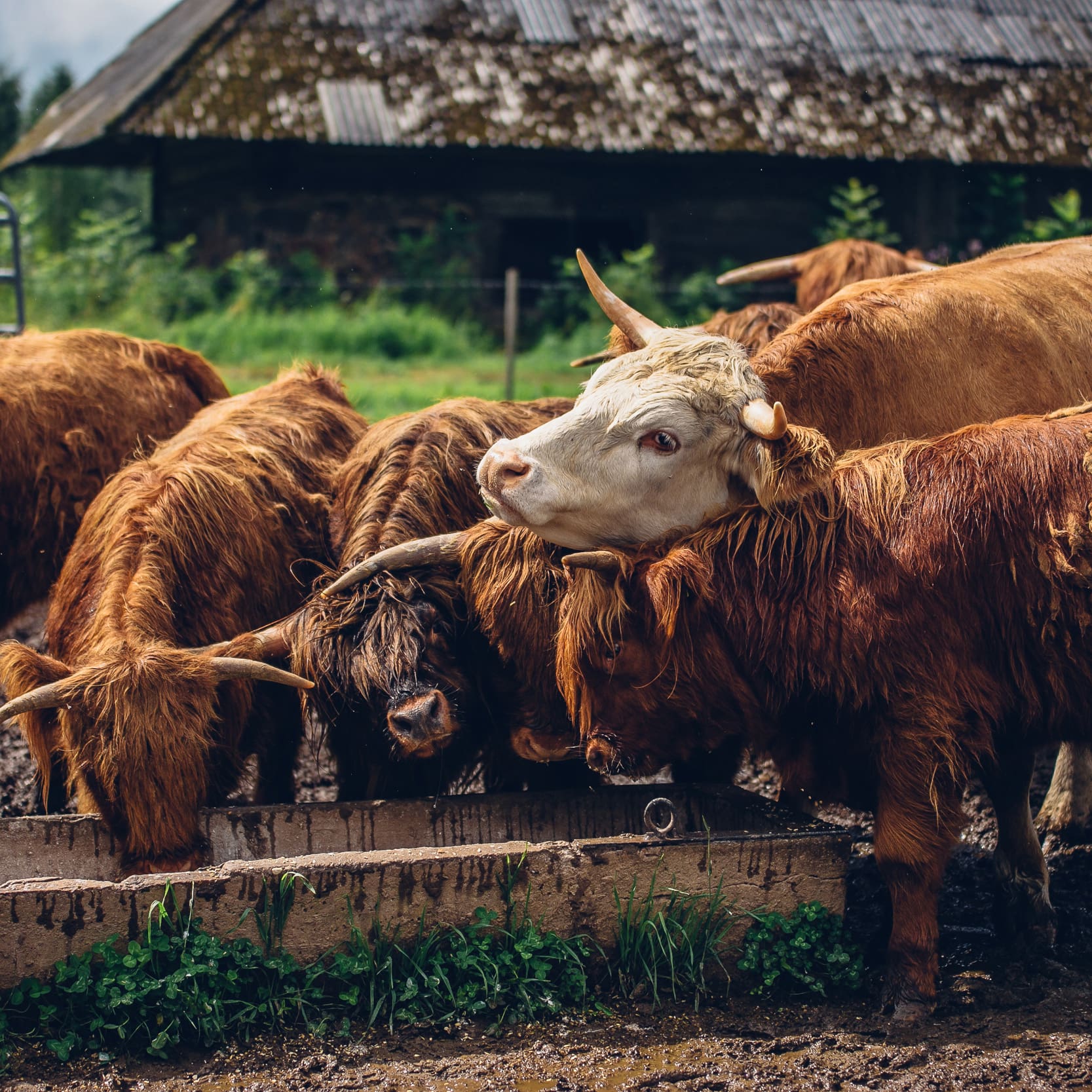Several Highland cattle with long, shaggy reddish-brown fur and prominent horns gather around a feeding trough in a muddy pen, reflecting the kind of rural scene protected by Crop and Livestock Insurance in Southeast Missouri.